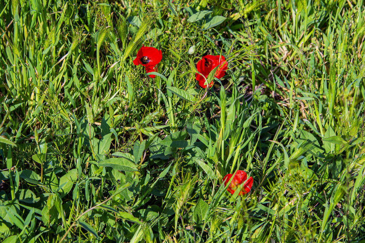 Травы, травы,... - Анатолий Чикчирный