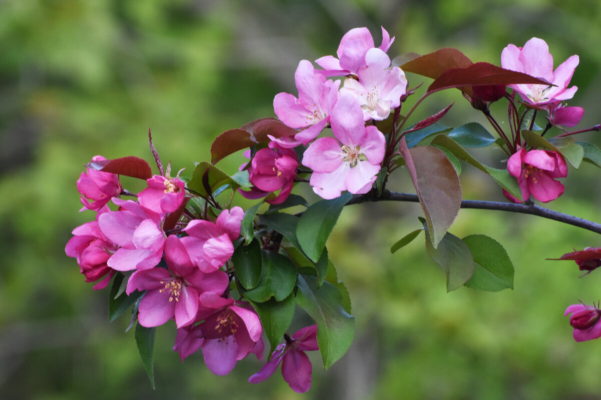 Весна в Ботаническом... - Наташа ***** Весна в Ботаническом... - Наташа *****
