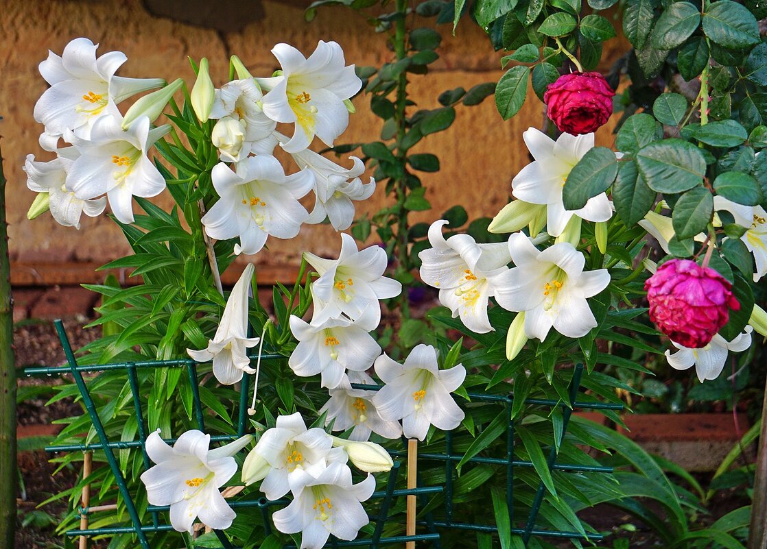 лилии в цвету - Александр Корчемный