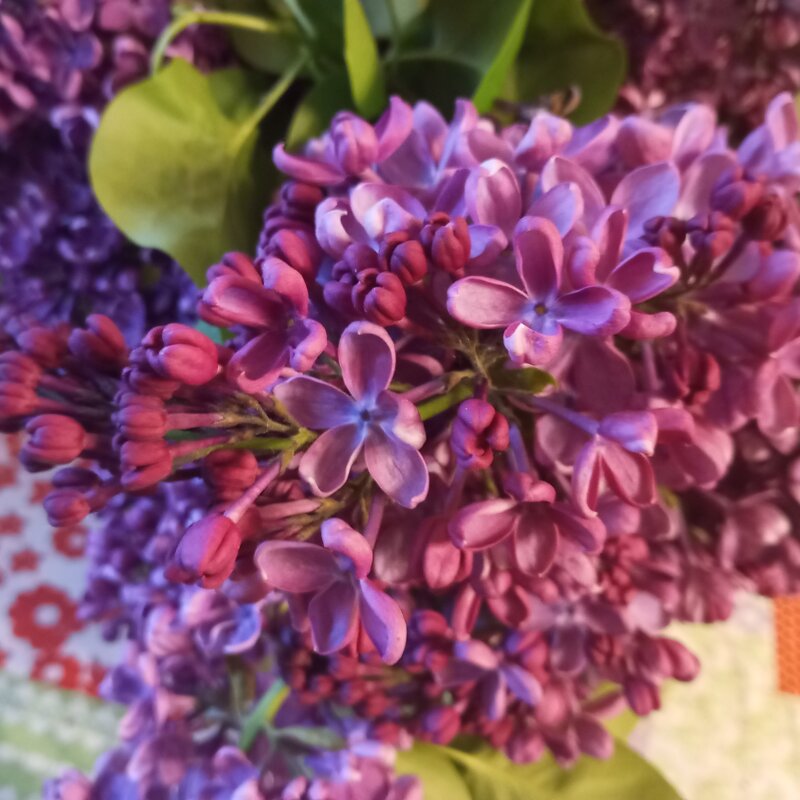 Сирень - Елена Семигина Сирень - Елена Семигина