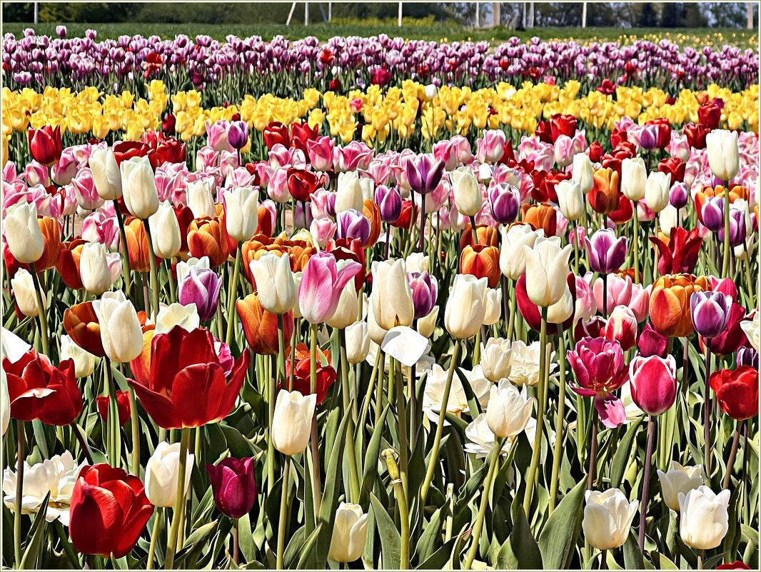 На тюльпановых полях. - Валерия Комова На тюльпановых полях. - Валерия Комова