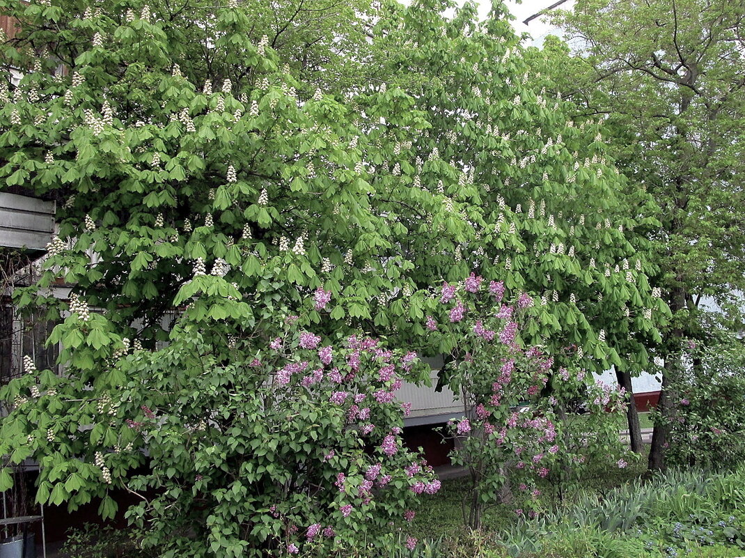 Весна в городе. - Ольга Довженко Весна в городе. - Ольга Довженко