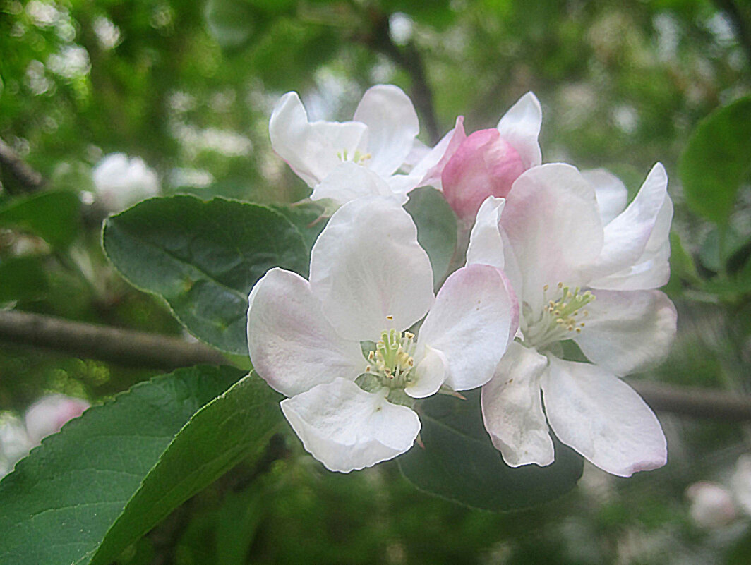 Яблоневый цвет - Елена Семигина