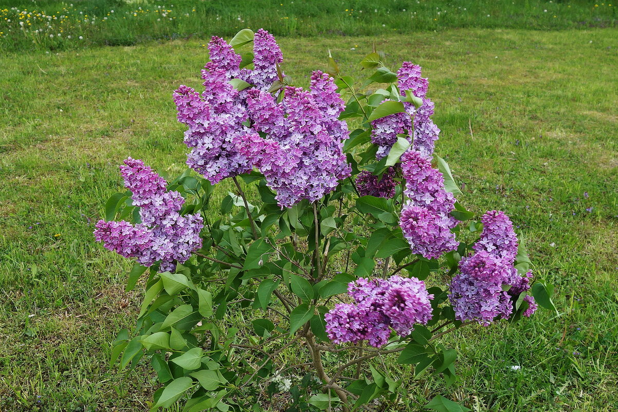 Цветет сирень - Рита Симонова Цветет сирень - Рита Симонова