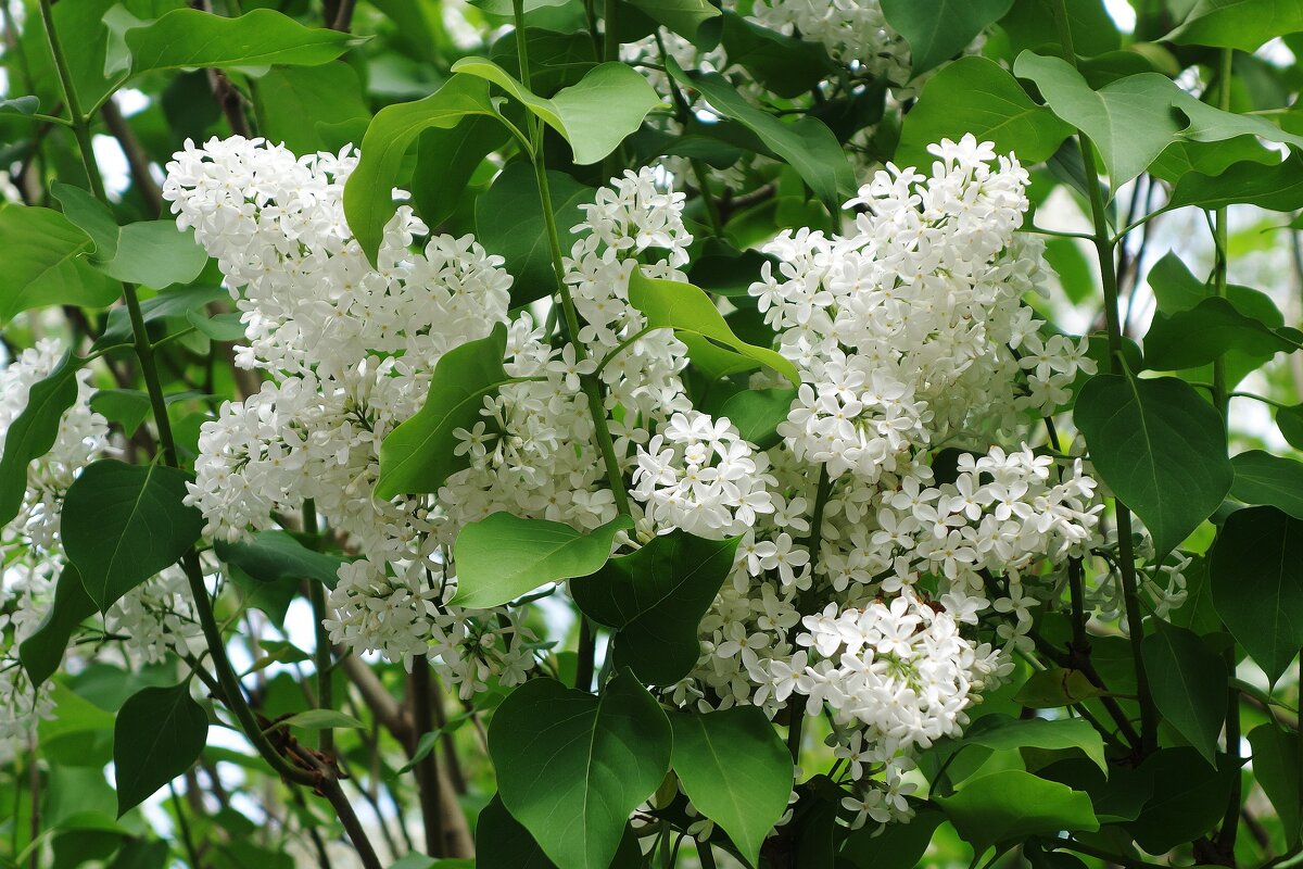 Цветет сирень - Рита Симонова