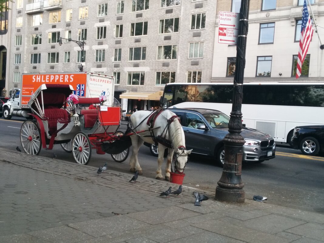 Нью-Йорк - Светлана Хращевская Нью-Йорк - Светлана Хращевская