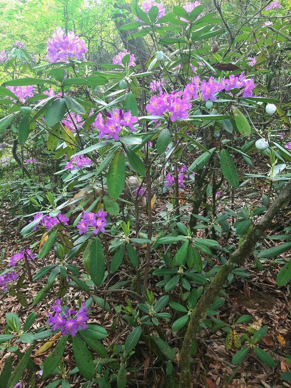 РОДОДЕНДРОНОВЫЙ РАЙ - Tata Wolf