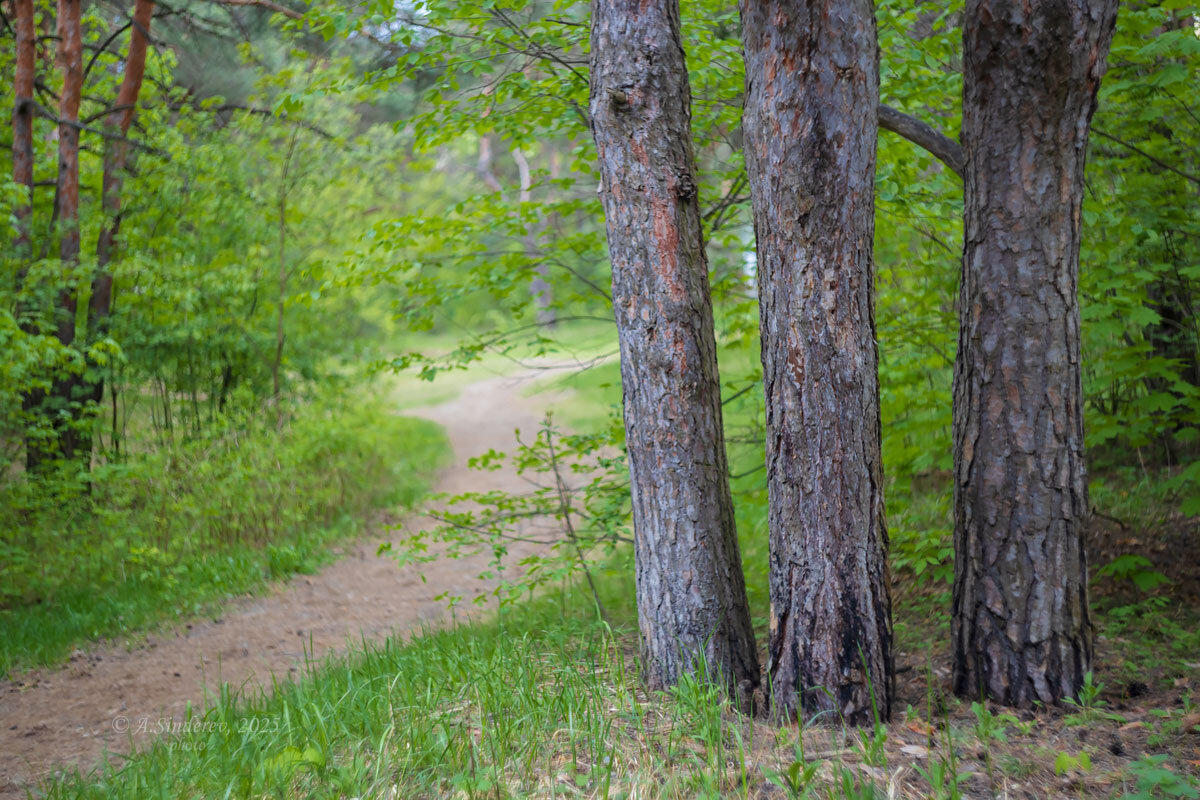 На природе - Александр Синдерёв