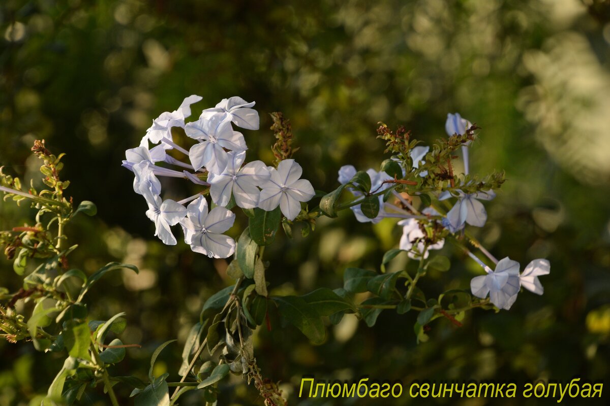 Цветы - Oleg4618 Шутченко Цветы - Oleg4618 Шутченко