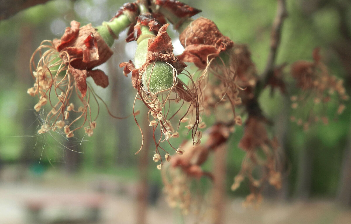 ягодки пошли - Лера ягодки пошли - Лера
