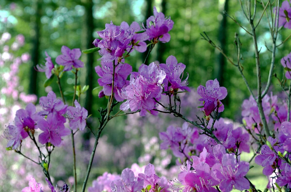 Рододендрон даурский - Мишель71 Рододендрон даурский - Мишель71