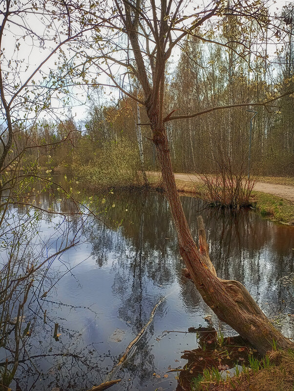 Парк Сосновка. Весна. - Лилия * Парк Сосновка. Весна. - Лилия *