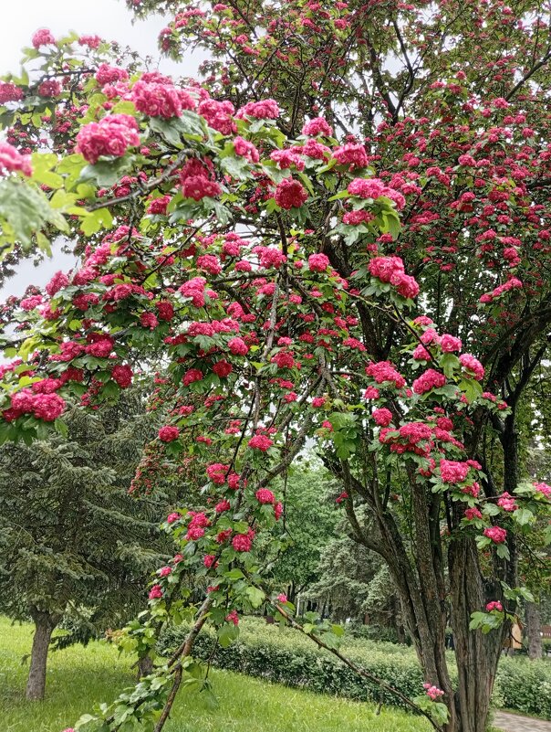 Боярышник - Екатерина Филипенко