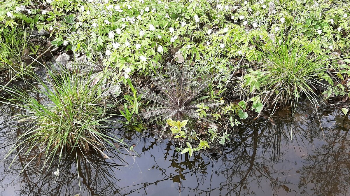 Кочки-цветочки - Наталья Герасимова