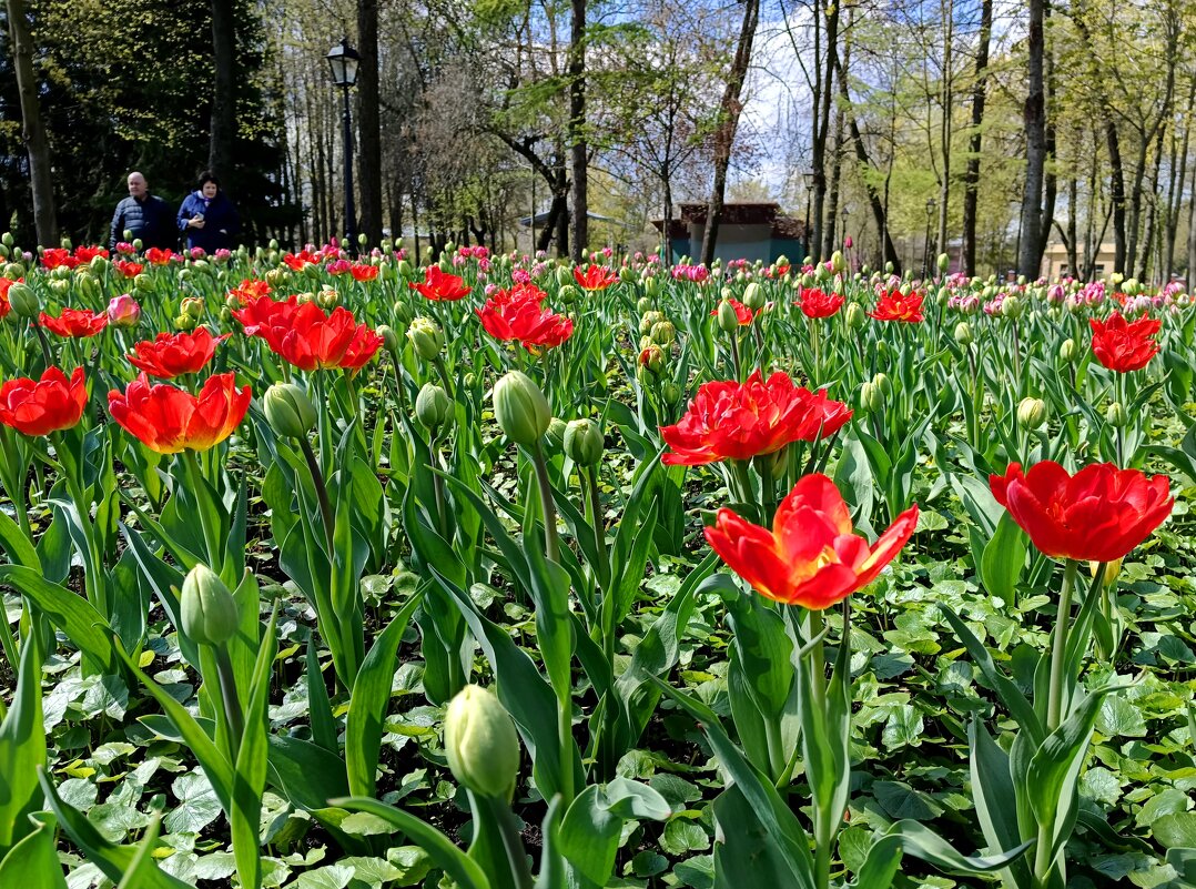 Цветущий май... - Мария Васильева