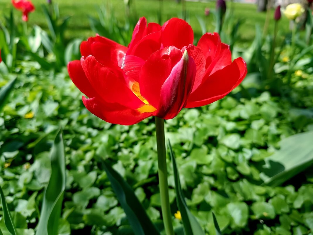 Яркий - Мария Васильева Яркий - Мария Васильева