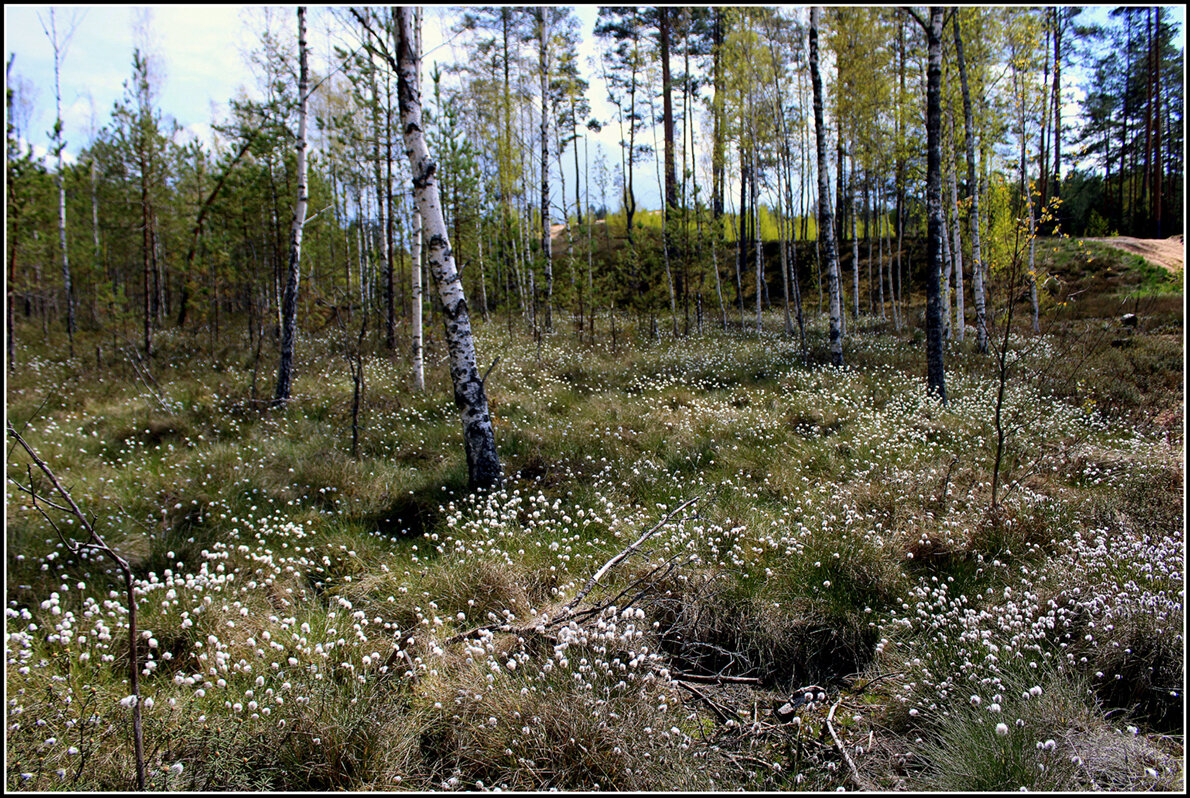 Весна на болоте... - Aleksandr Gal