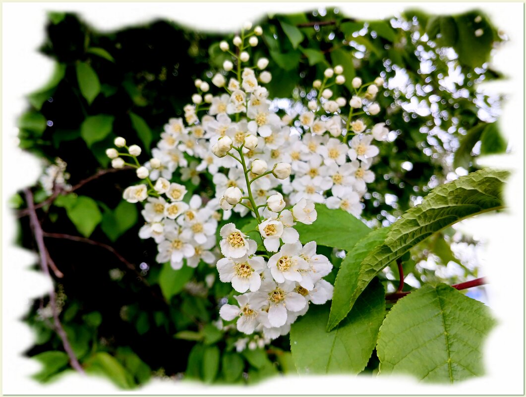 Черёмуха зацвела - холод закончился ☺ - Лия ☼