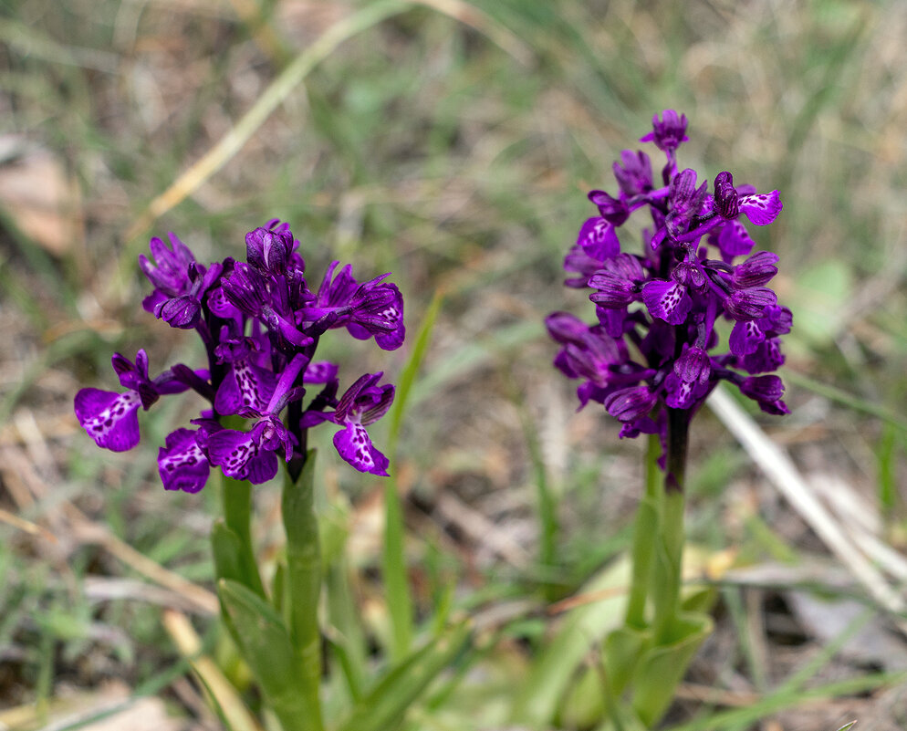 Ятрышник дремлик - Юрий Яловенко Ятрышник дремлик - Юрий Яловенко