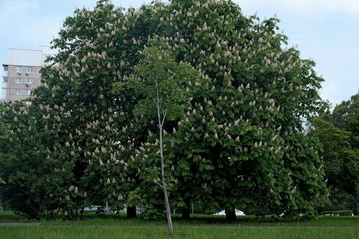Каштан - Лютый Дровосек