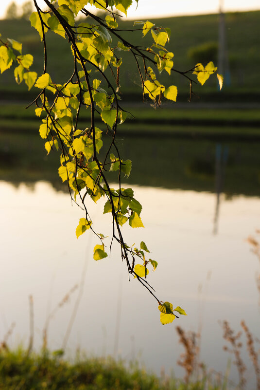*** - Евгения Каравашкина