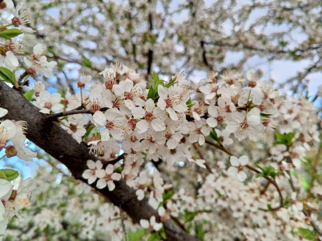 Алыча - Сапсан 