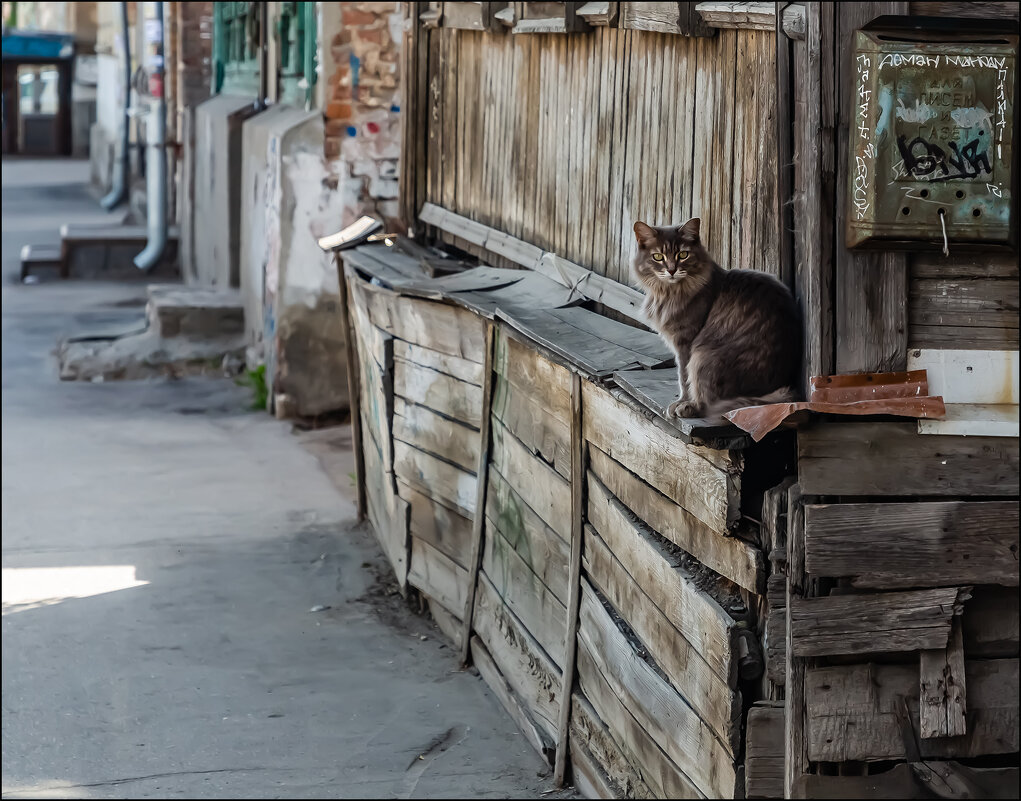 Кот домашний - Александр Тарноградский Кот домашний - Александр Тарноградский