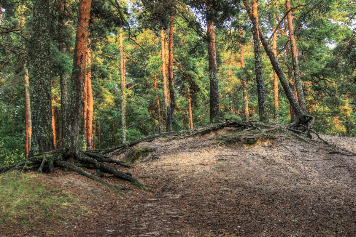 Сосны - Cергей Кочнев Сосны - Cергей Кочнев