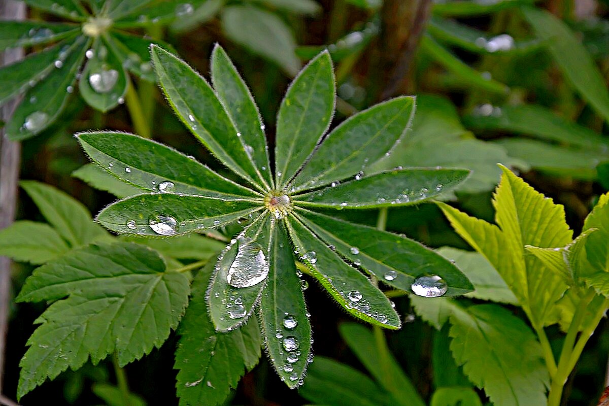 Капли. - Михаил Столяров