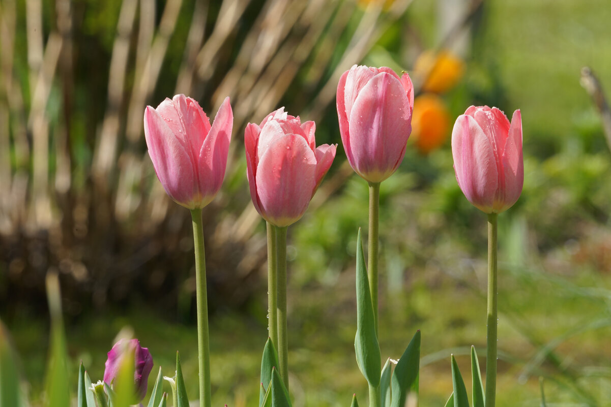 *** - Иван Литвинов