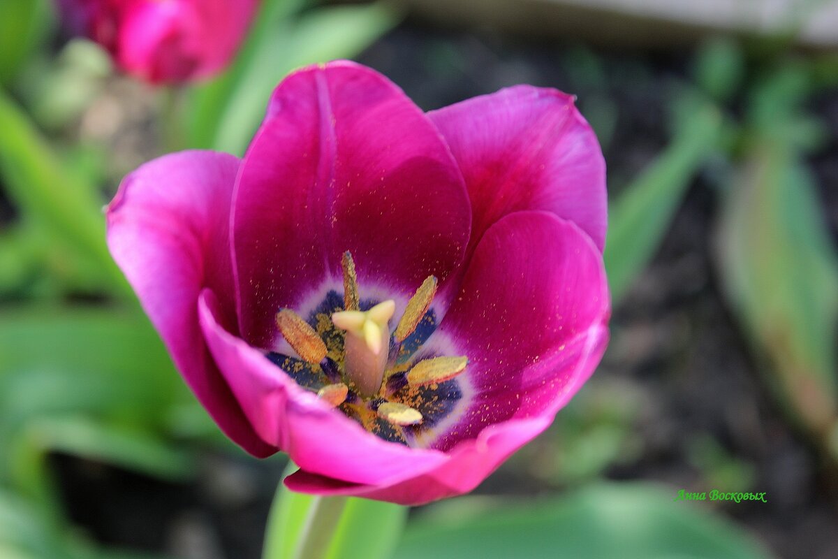 Неупиваемая чаша. - Восковых Анна Васильевна 