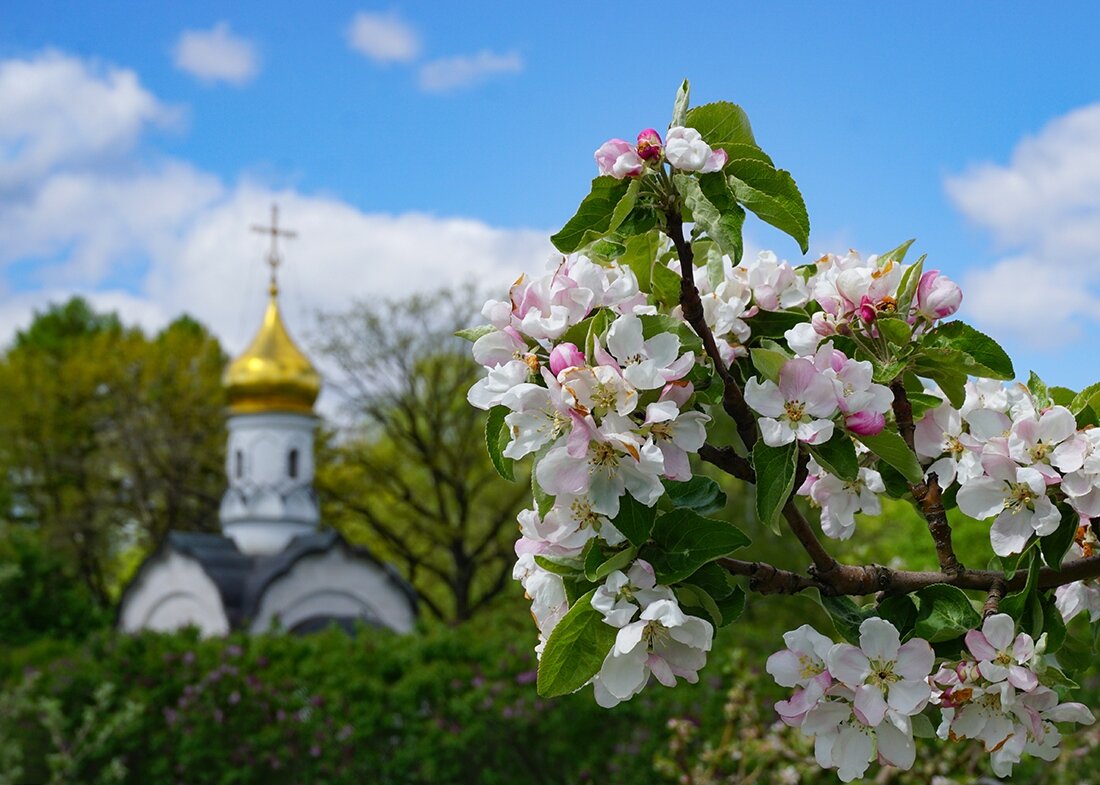 Яблоня в цвету - Ольга 