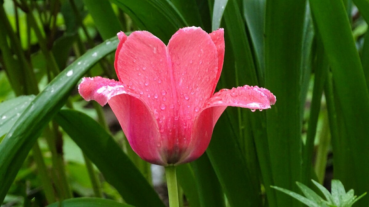 Цветы под дождём - Милешкин Владимир Алексеевич Цветы под дождём - Милешкин Владимир Алексеевич