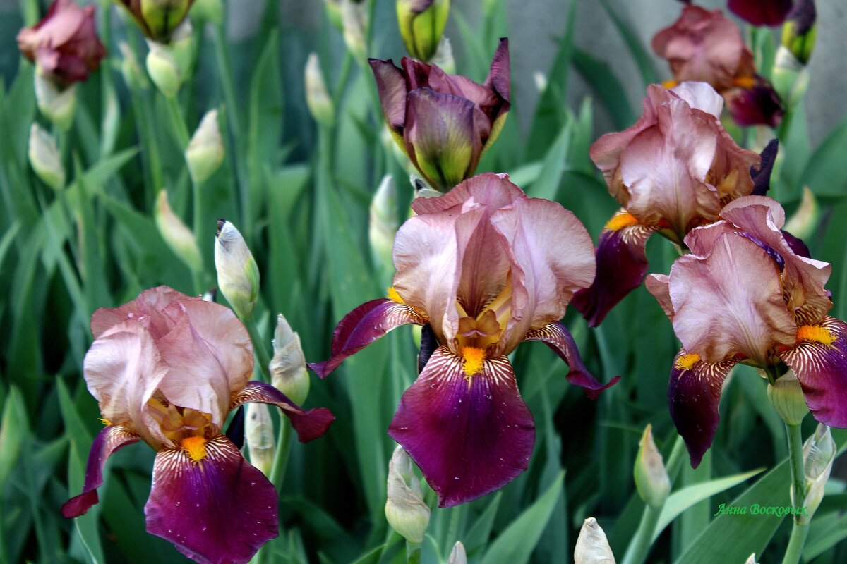 Ирисы. - Восковых Анна Васильевна Ирисы. - Восковых Анна Васильевна