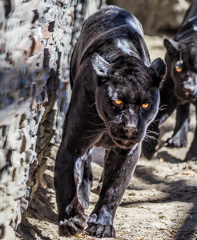 Чёрный ягуар - SanSan 