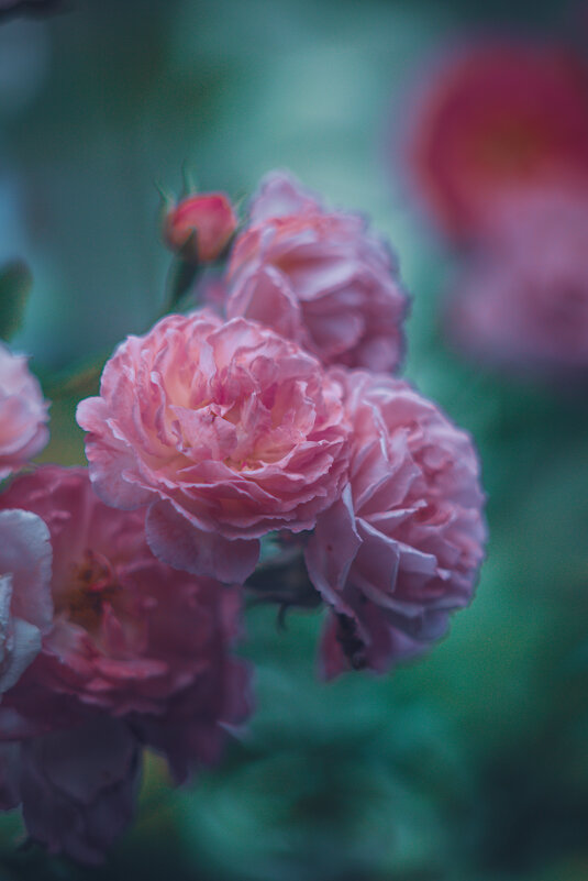 Маннингтон мав рамблер - сорт кустовых роз - Дмитрий 