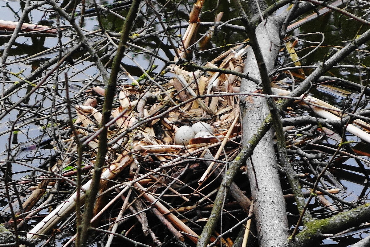 Гнездо лысухи - Рита Симонова