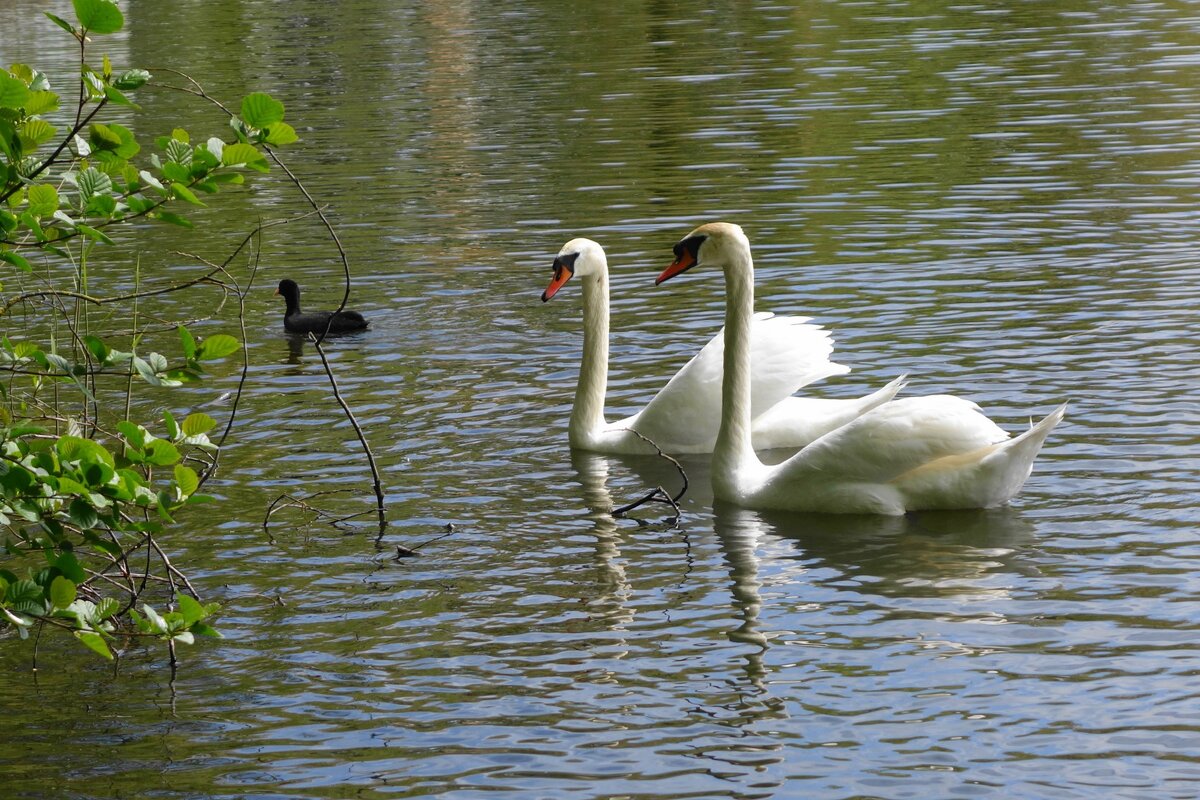 Лебеди в городском парке - Рита Симонова Лебеди в городском парке - Рита Симонова