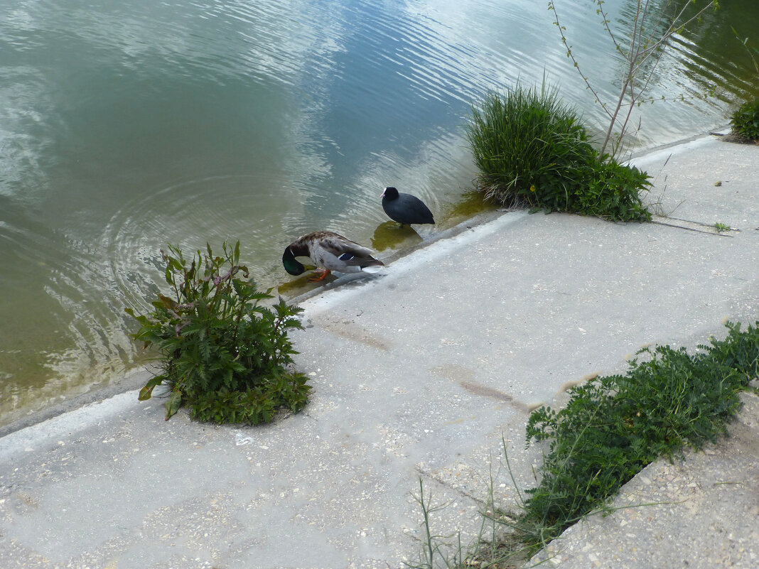 Мир животных - Валентин Семчишин Мир животных - Валентин Семчишин