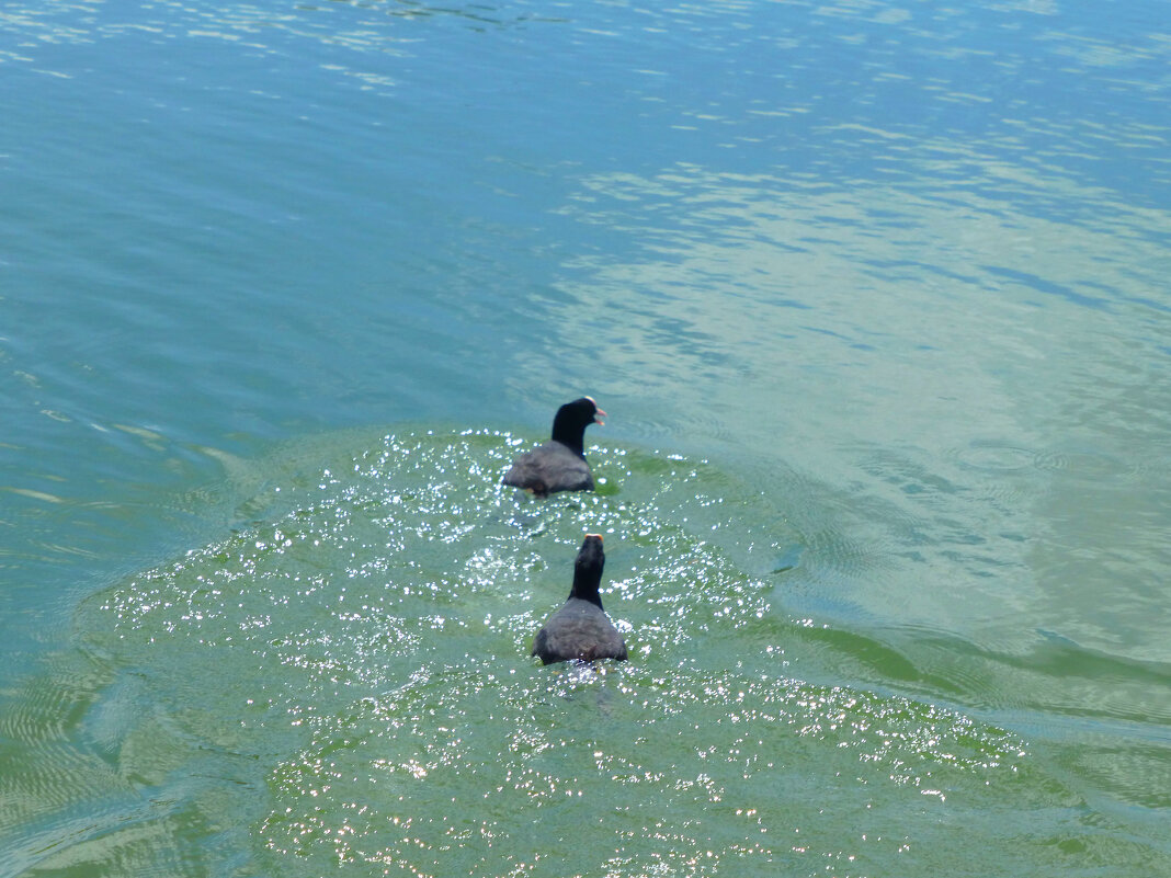 Погоня - Валентин Семчишин Погоня - Валентин Семчишин