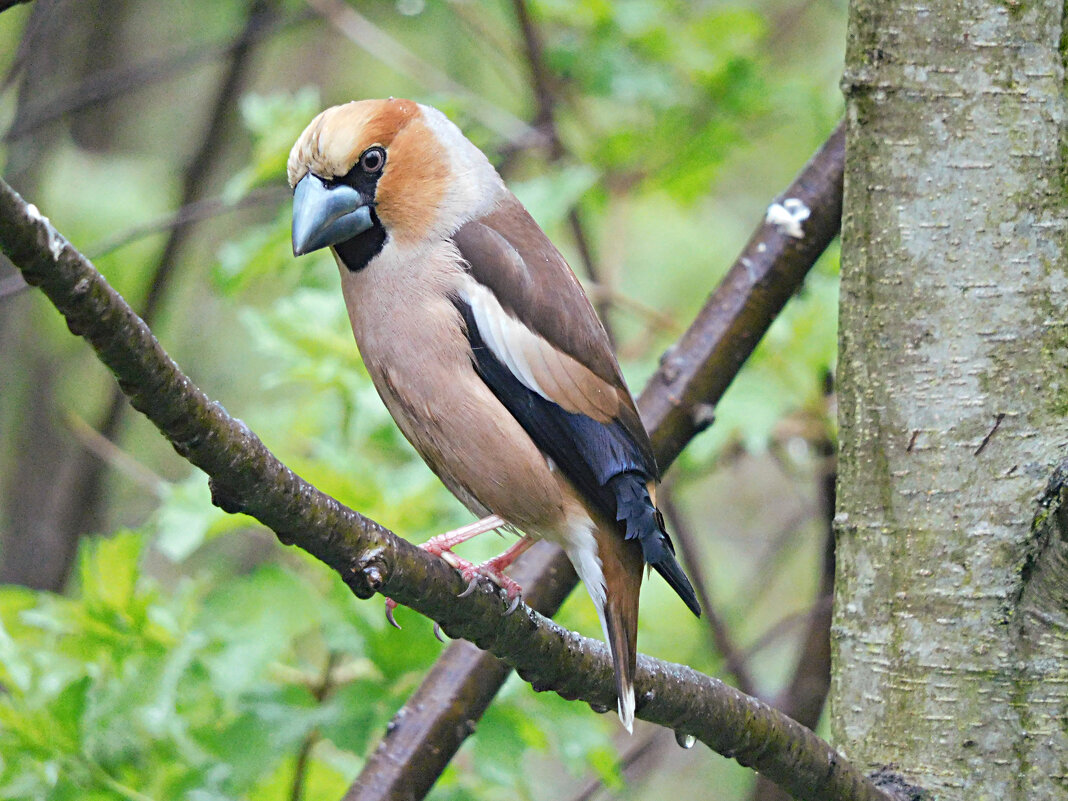 Дубонос - Лина Дубонос - Лина
