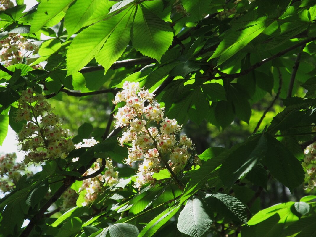 Май ! - Елена Шаламова