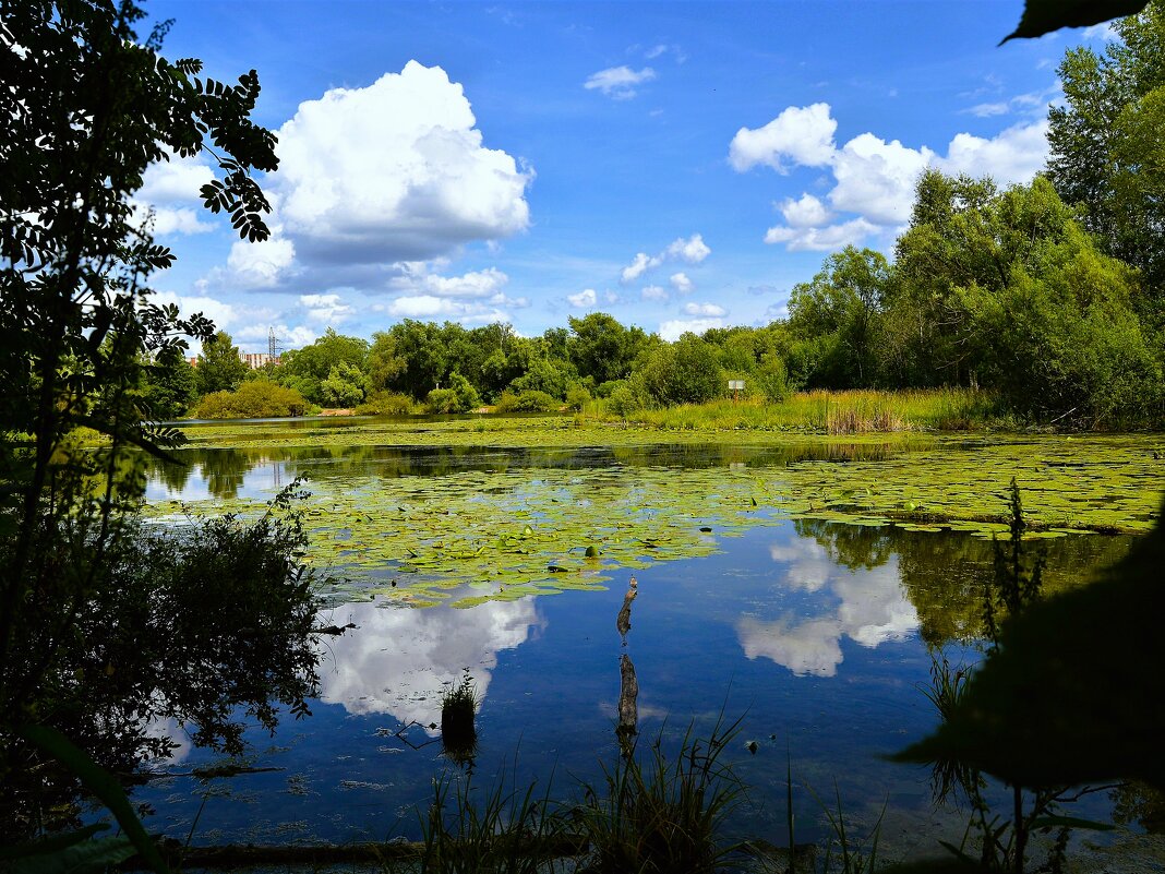 Чебоксары. Залив Ботанического пруда. - Пётр Чернега