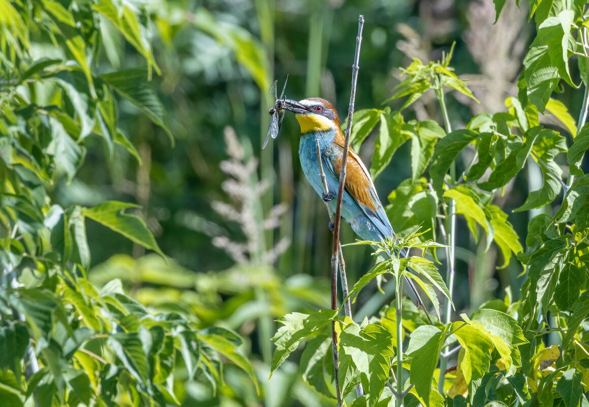 золотистые щурки - юрий макаров золотистые щурки - юрий макаров