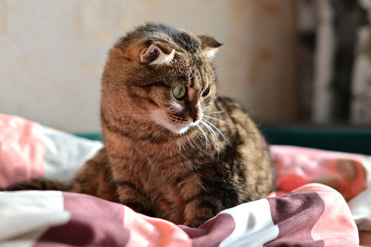 Проснулась, потянулась и… - Владислав Левашов Проснулась, потянулась и… - Владислав Левашов