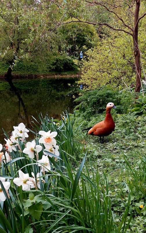 В Аптекарском - ИРЭН@ . В Аптекарском - ИРЭН@ .
