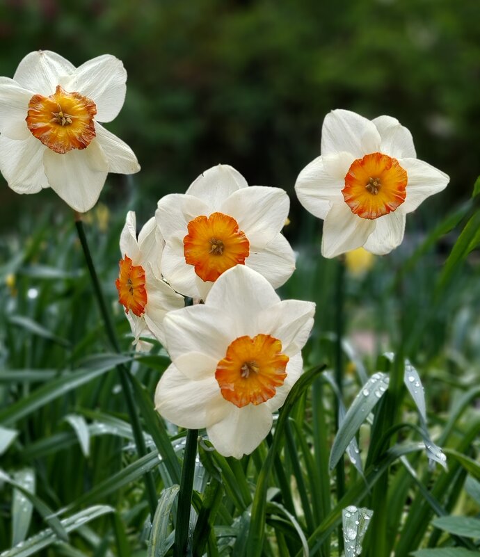 Глазунью заказывали? - ИРЭН@ . Глазунью заказывали? - ИРЭН@ .