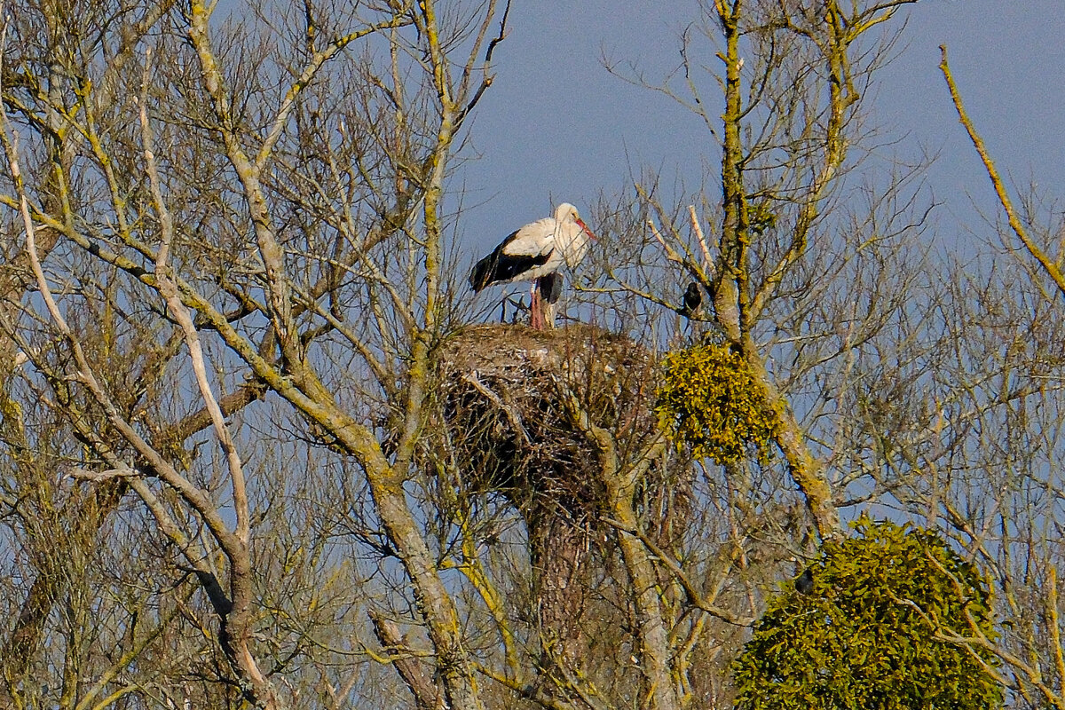 Аист вернулся - Георгий А Аист вернулся - Георгий А