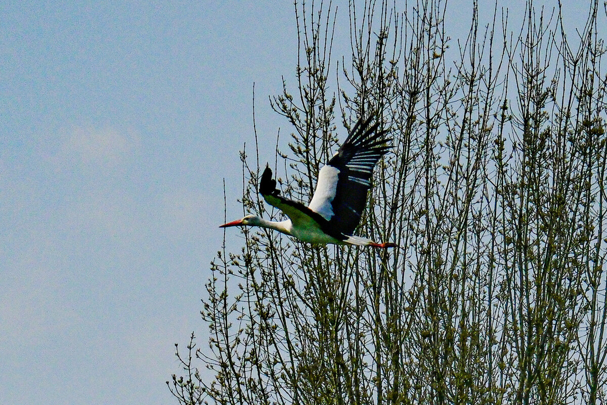 Аист испугался и улетел - Георгий А Аист испугался и улетел - Георгий А