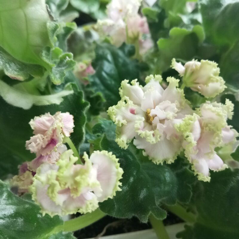 Фиалка - Елена Семигина